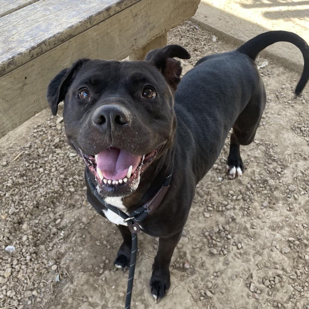 Enlarge Fruit Cake, a Adoptable Mixed Breed in Chattanooga, TN image 3/3