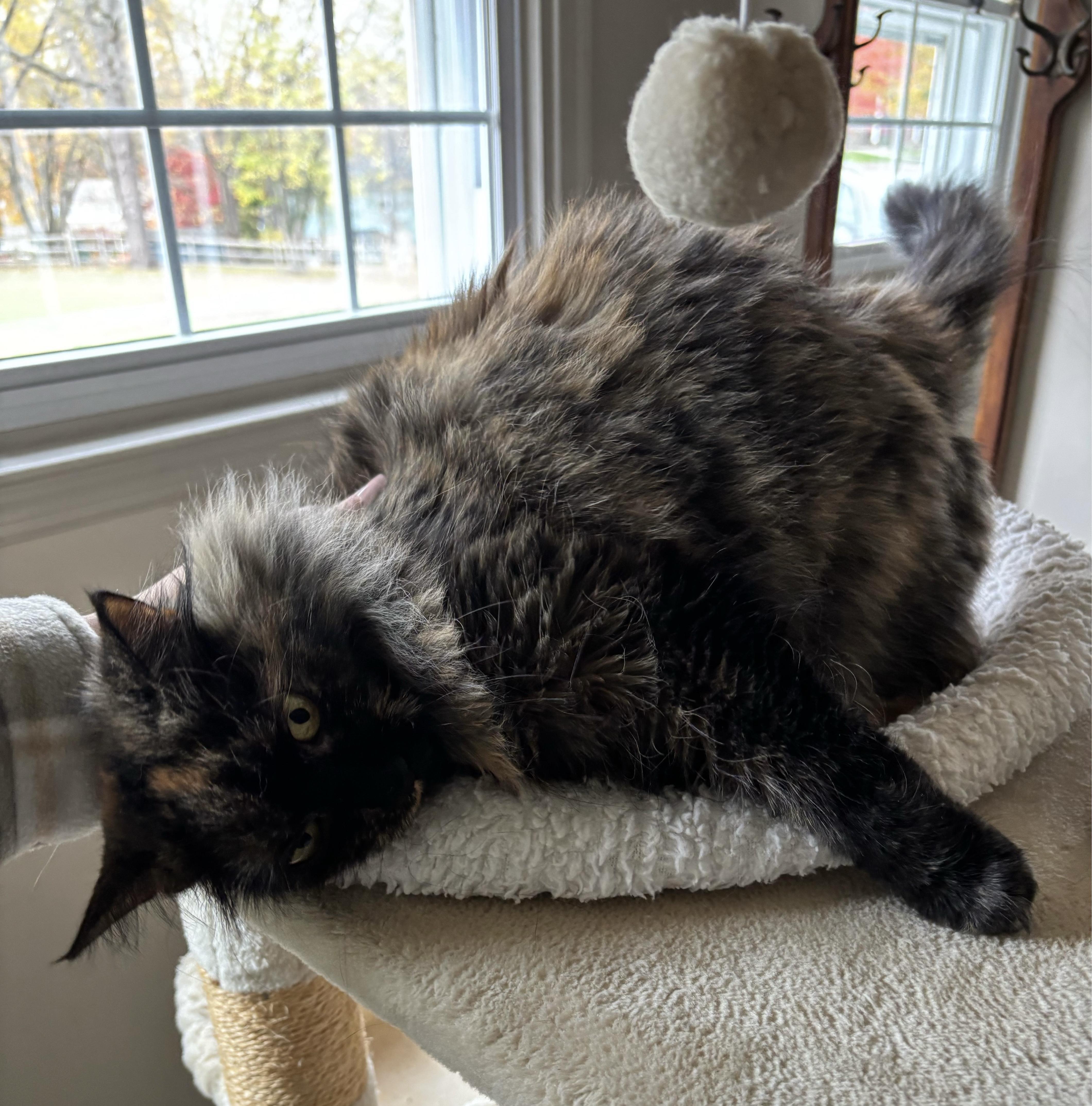 Enlarge AMANDA, a Adoptable mixed breed in Churchville, PA image 1/6