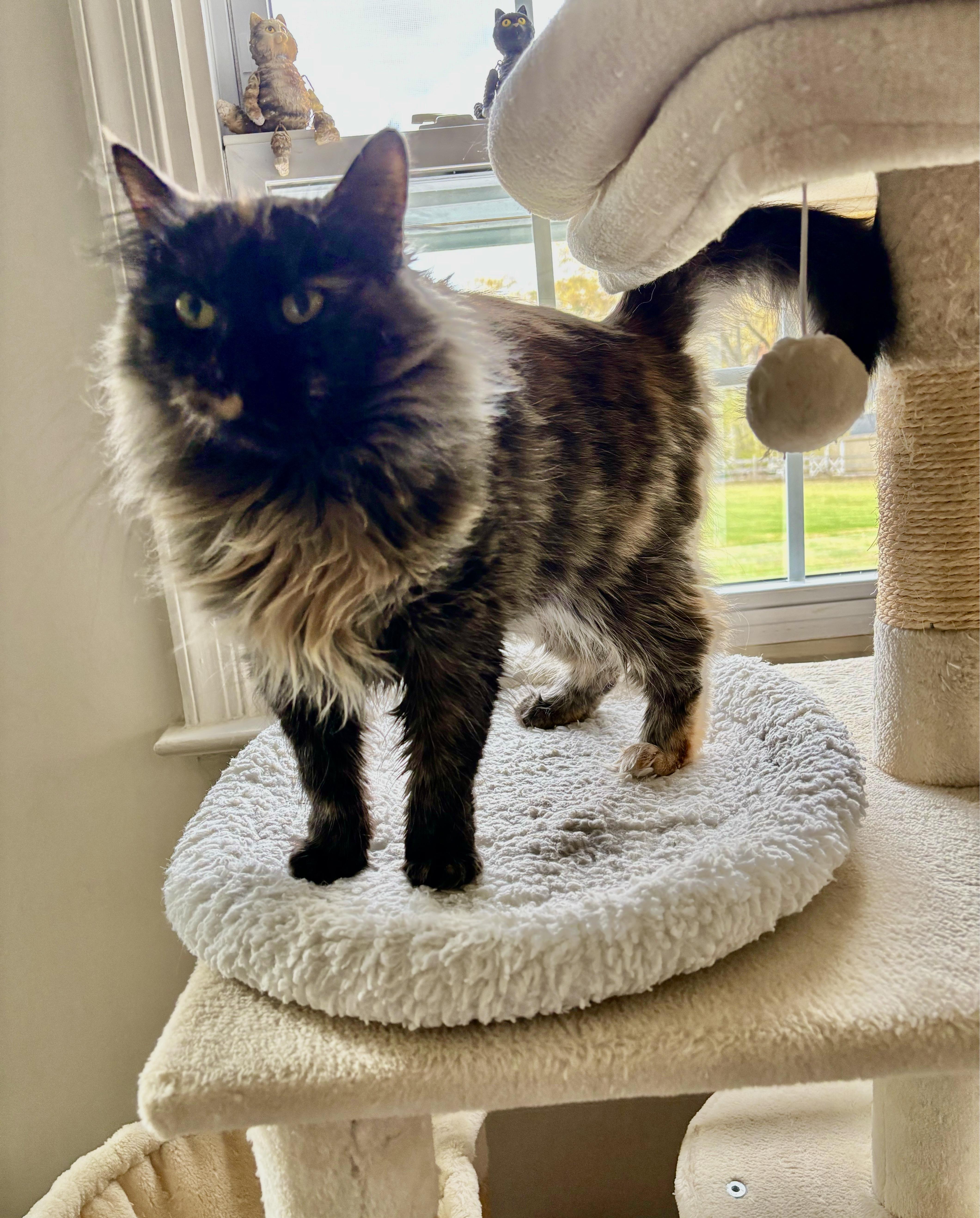 Enlarge AMANDA, a Adoptable mixed breed in Churchville, PA image 2/6