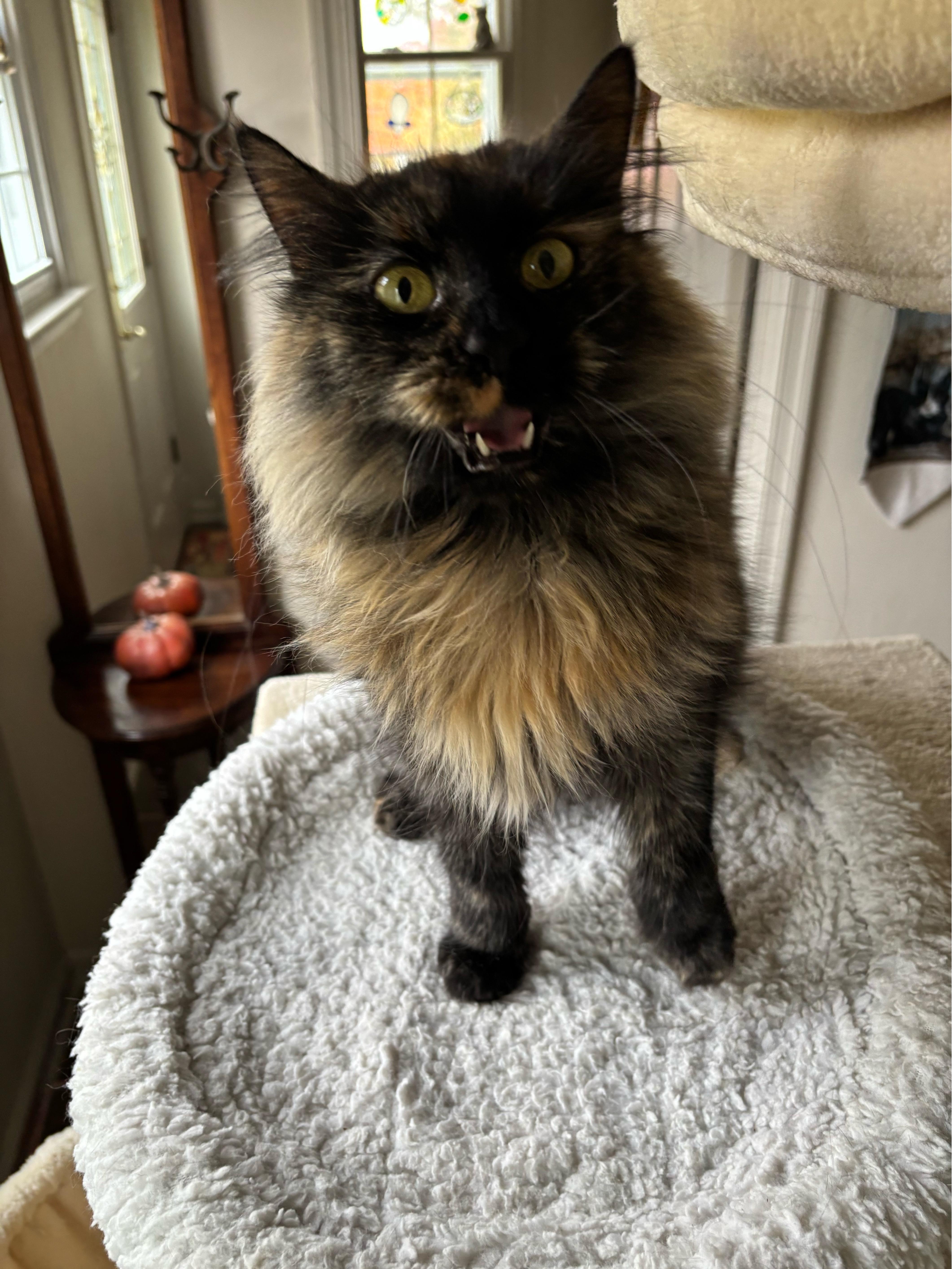 Enlarge AMANDA, a Adoptable mixed breed in Churchville, PA image 3/6