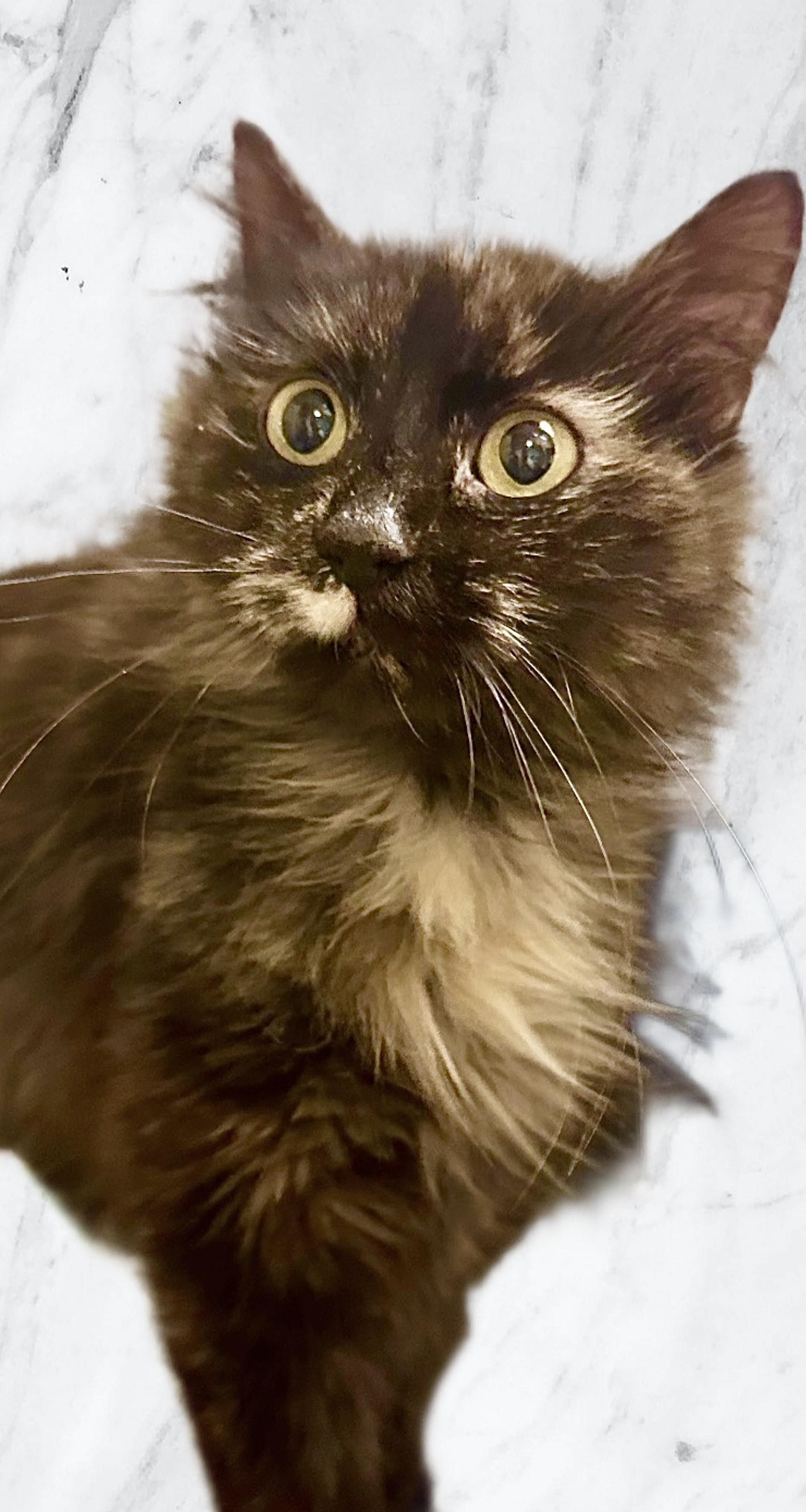 Enlarge AMANDA, a Adoptable mixed breed in Churchville, PA image 6/6