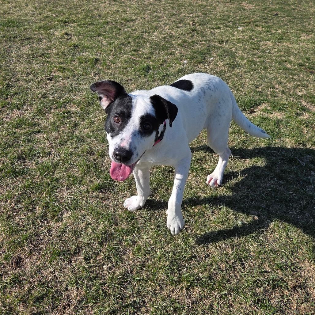 Dust, Adoptable, Adult Female Mixed Breed.