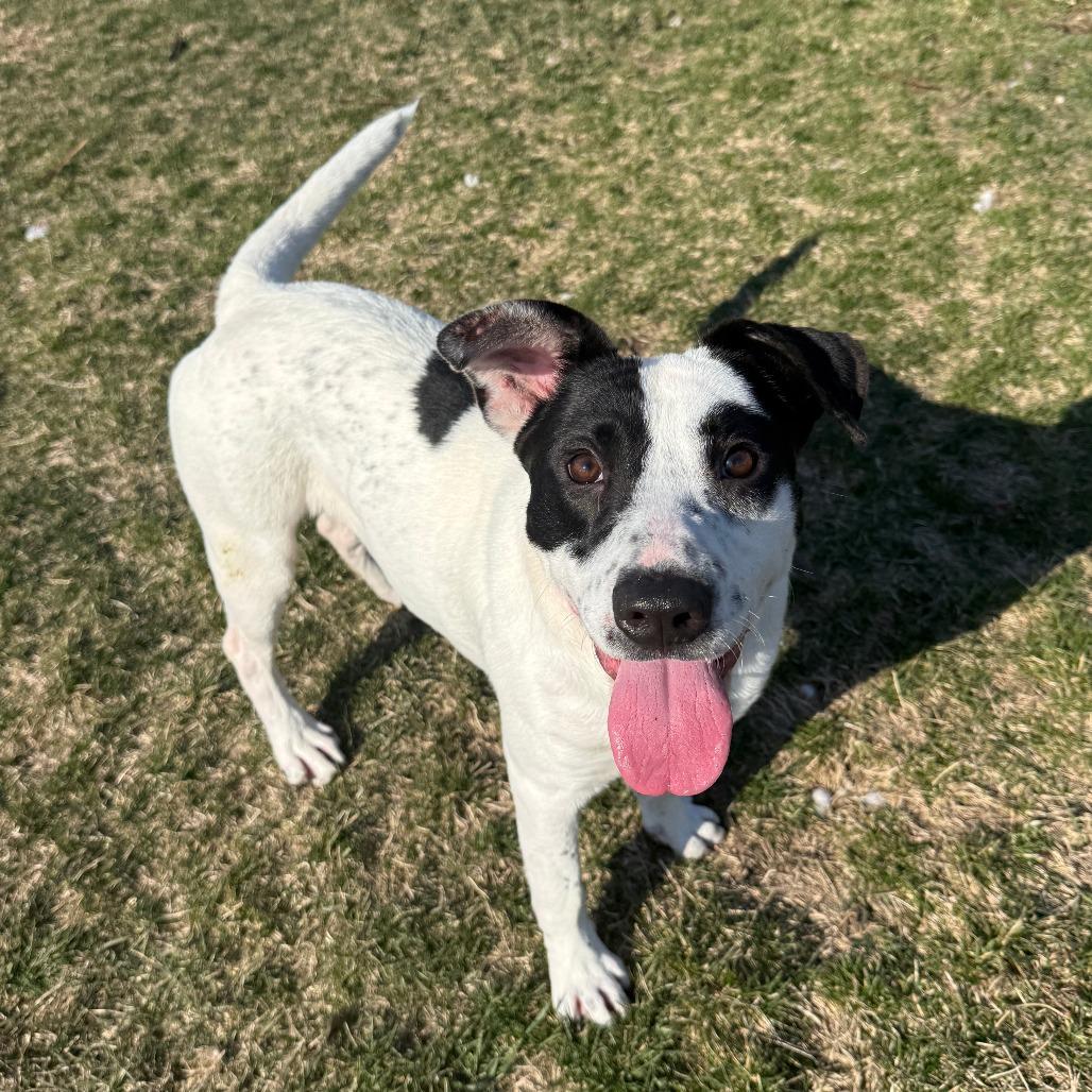 Enlarge Dust, a Adoptable Mixed Breed in Pontiac, IL image 2/6