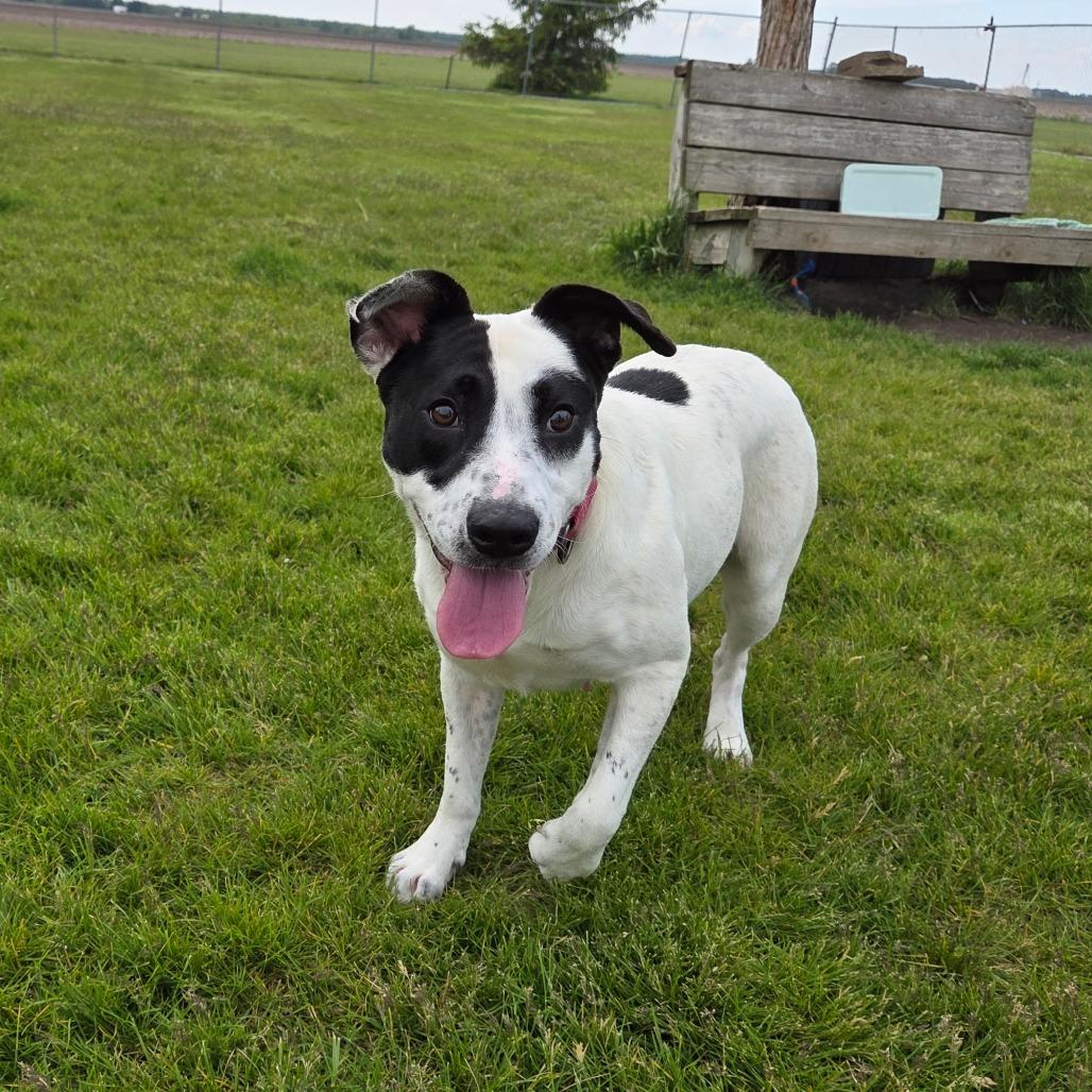 Dust, Adoptable, Adult Female Mixed Breed.