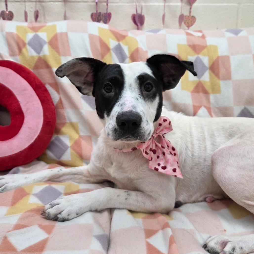 Enlarge Dust, a Adoptable Mixed Breed in Pontiac, IL image 1/3