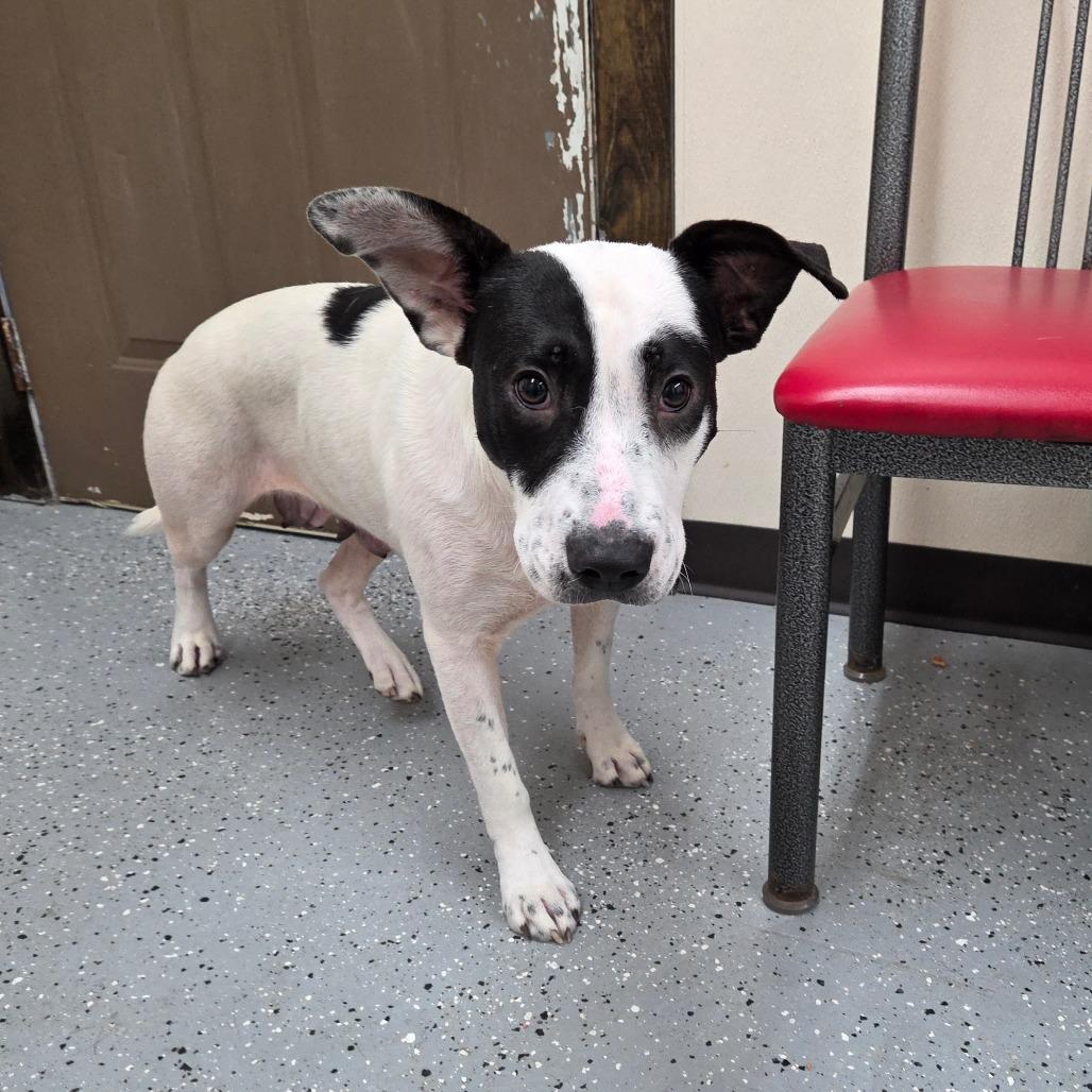 Enlarge Dust, a Adoptable Mixed Breed in Pontiac, IL image 2/3