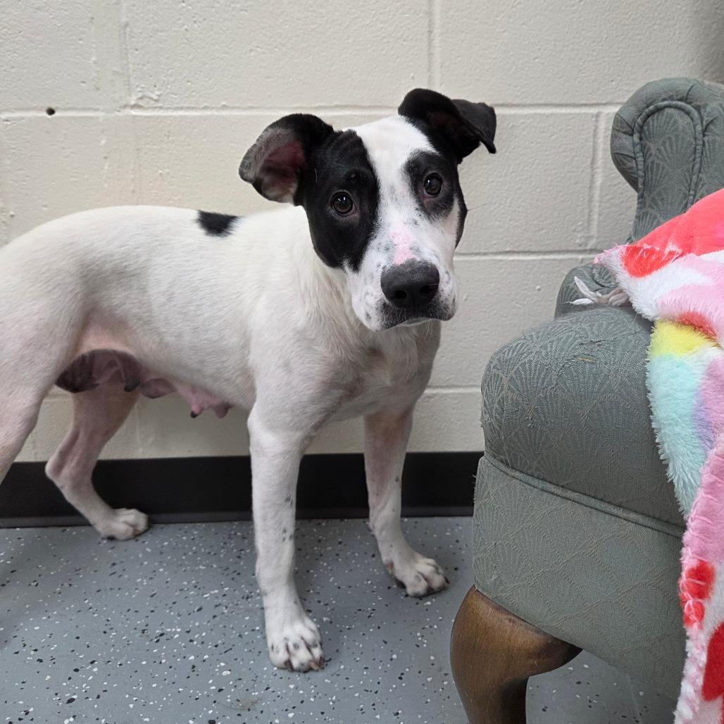 Enlarge Dust, a Adoptable Mixed Breed in Pontiac, IL image 3/3