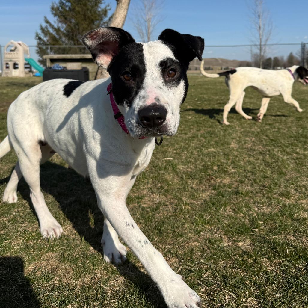 Enlarge Dust, a Adoptable Mixed Breed in Pontiac, IL image 3/6