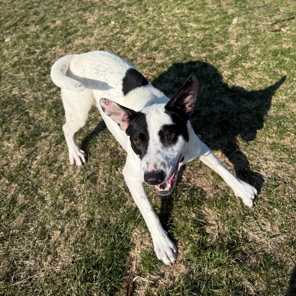 Enlarge Dust, a Adoptable Mixed Breed in Pontiac, IL image 2/6