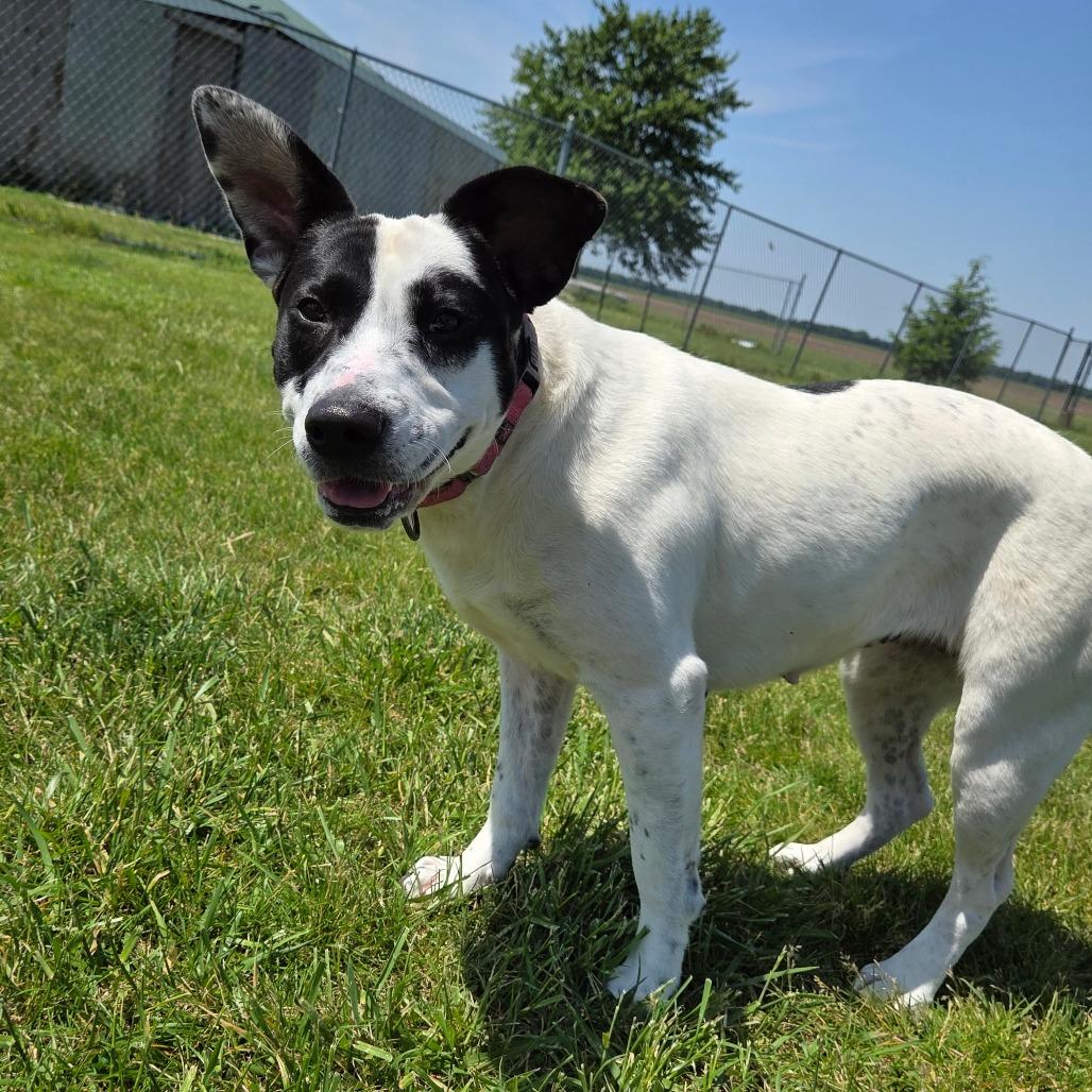 Enlarge Dust, a Adoptable Mixed Breed in Pontiac, IL image 3/6