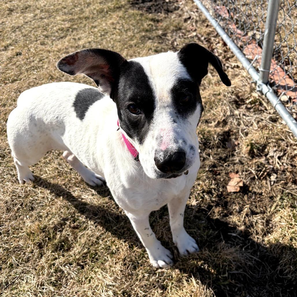 Enlarge Dust, a Adoptable Mixed Breed in Pontiac, IL image 4/6