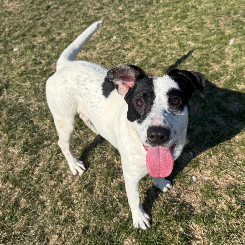 Enlarge Dust, a Adoptable Mixed Breed in Pontiac, IL image 4/6