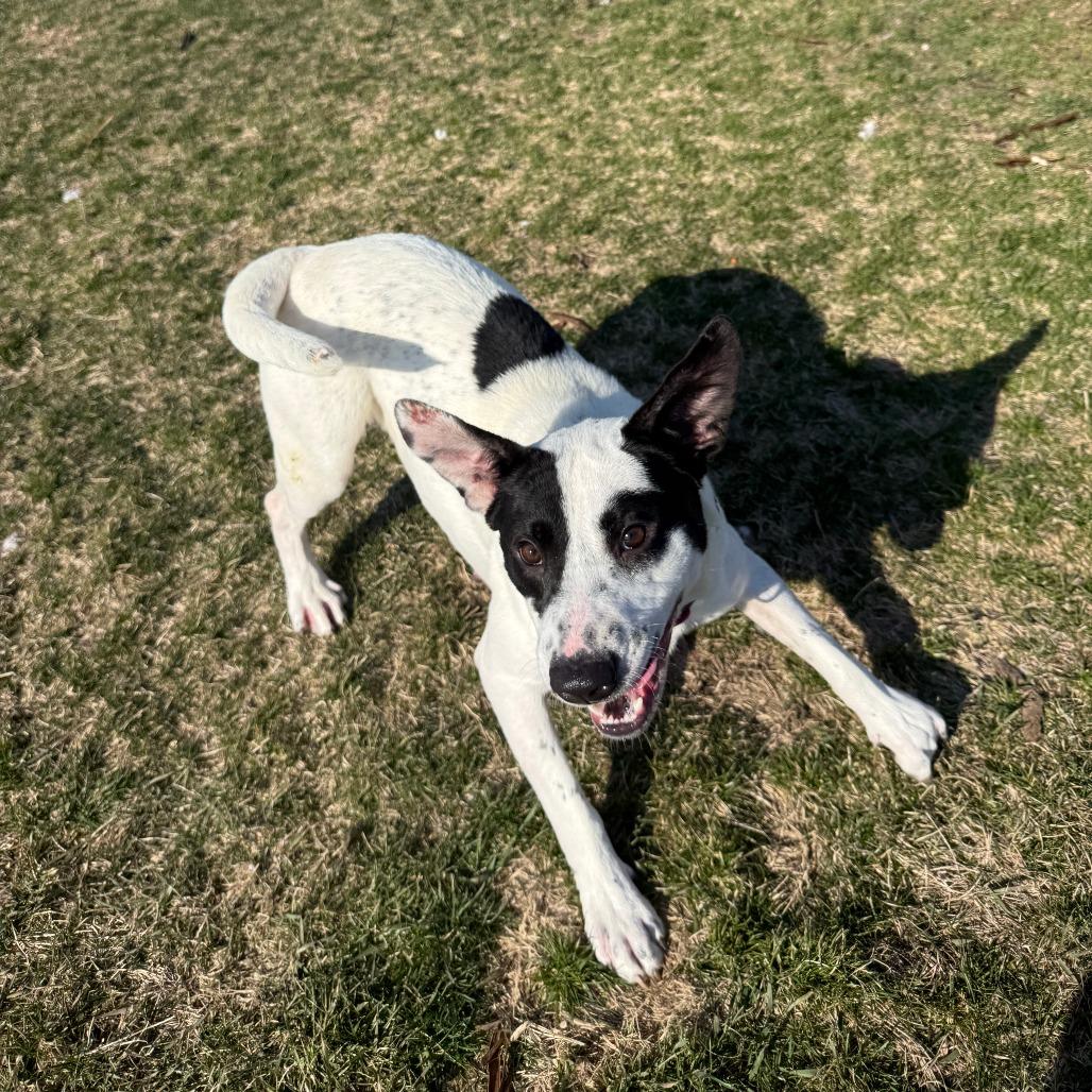 Enlarge Dust, a Adoptable Mixed Breed in Pontiac, IL image 5/6