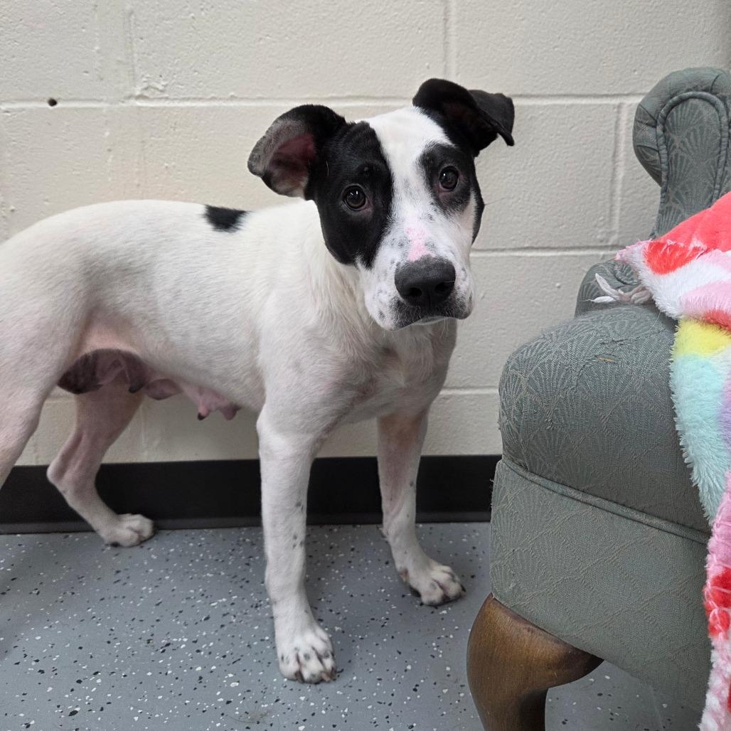 Enlarge Dust, a Adoptable Mixed Breed in Pontiac, IL image 6/6