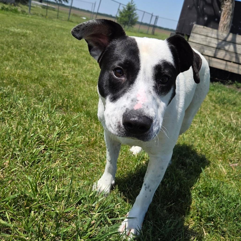 Enlarge Dust, a Adoptable Mixed Breed in Pontiac, IL image 5/6