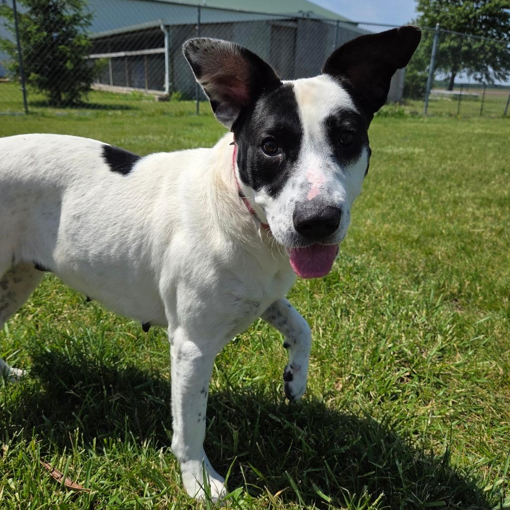 Enlarge Dust, a Adoptable Mixed Breed in Pontiac, IL image 6/6