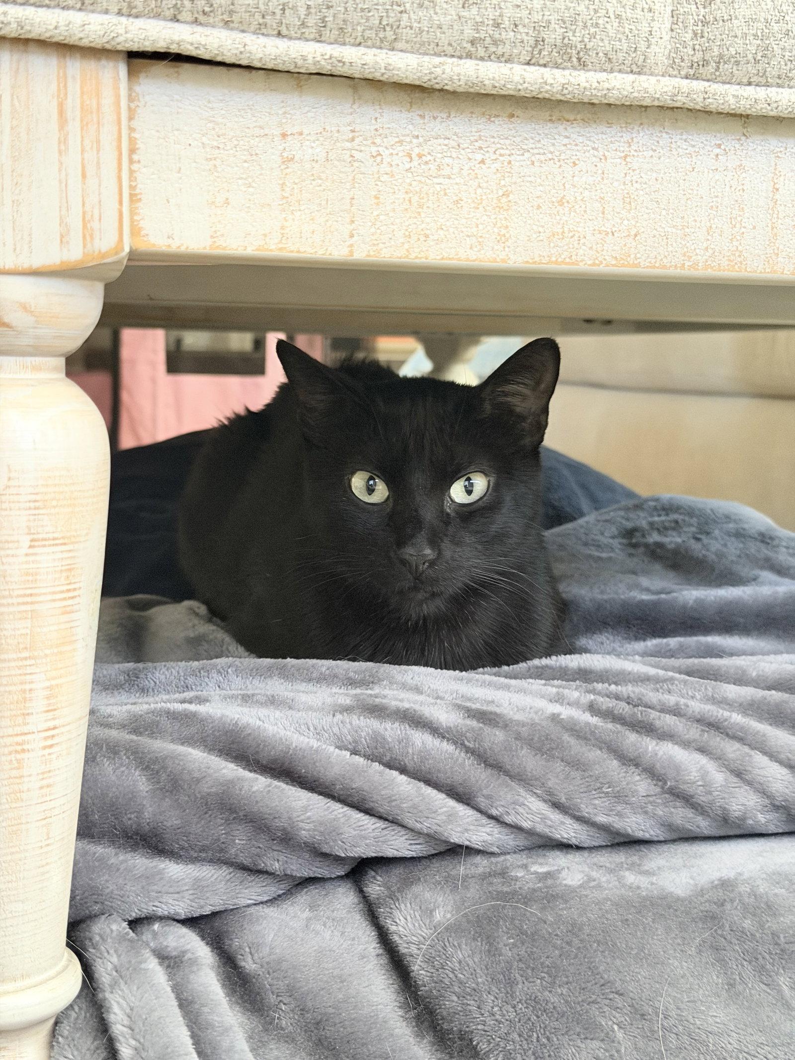Enlarge Feyre, a Adoptable Domestic Short Hair in Glendale, AZ image 1/3
