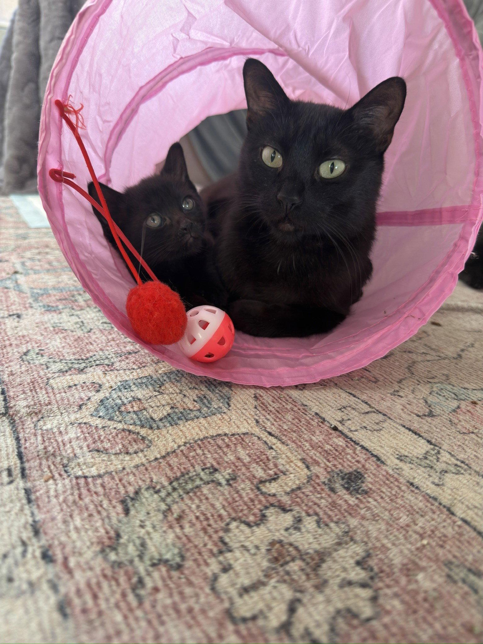 Enlarge Feyre, a Adoptable Domestic Short Hair in Glendale, AZ image 2/3