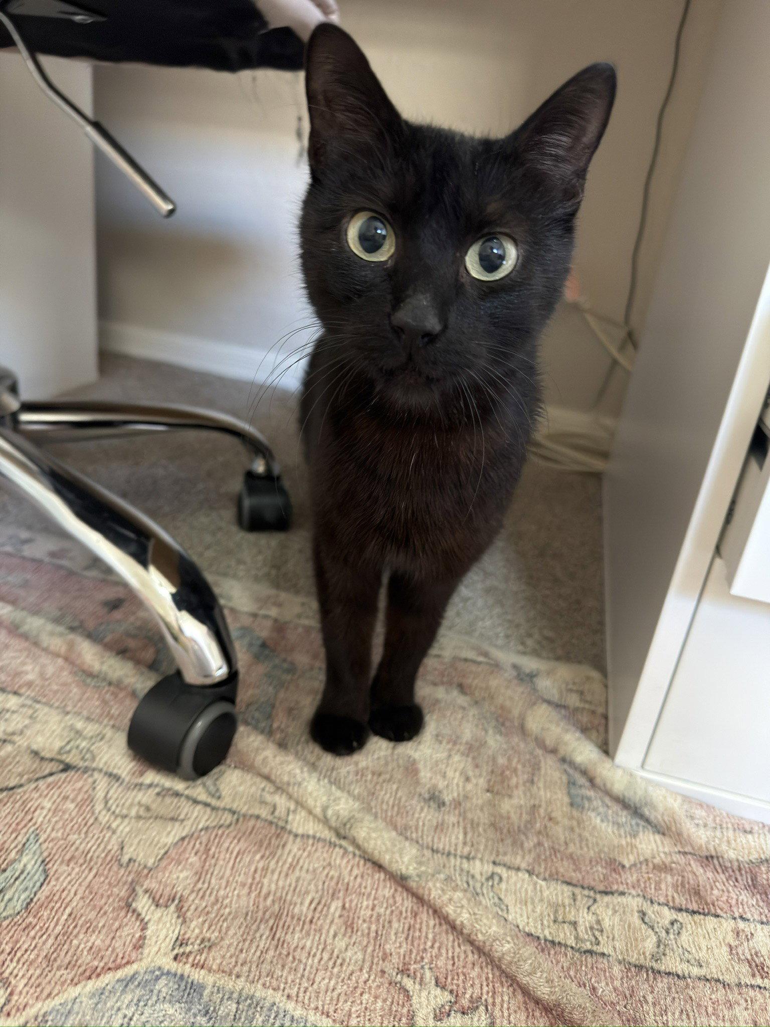 Enlarge Feyre, a Adoptable Domestic Short Hair in Glendale, AZ image 3/3