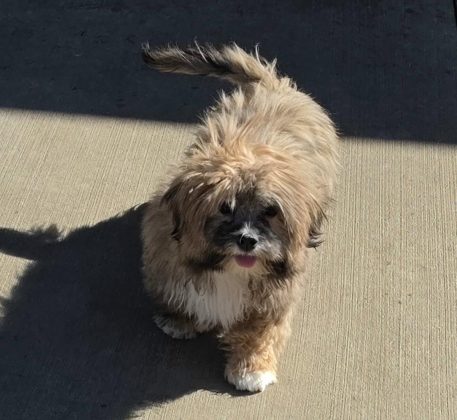 Enlarge Willow, a Adoptable Lhasa Apso in Terre Haute, IN image 2/5