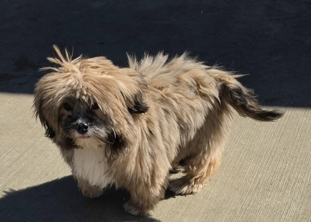 Enlarge Willow, a Adoptable Lhasa Apso in Terre Haute, IN image 3/5