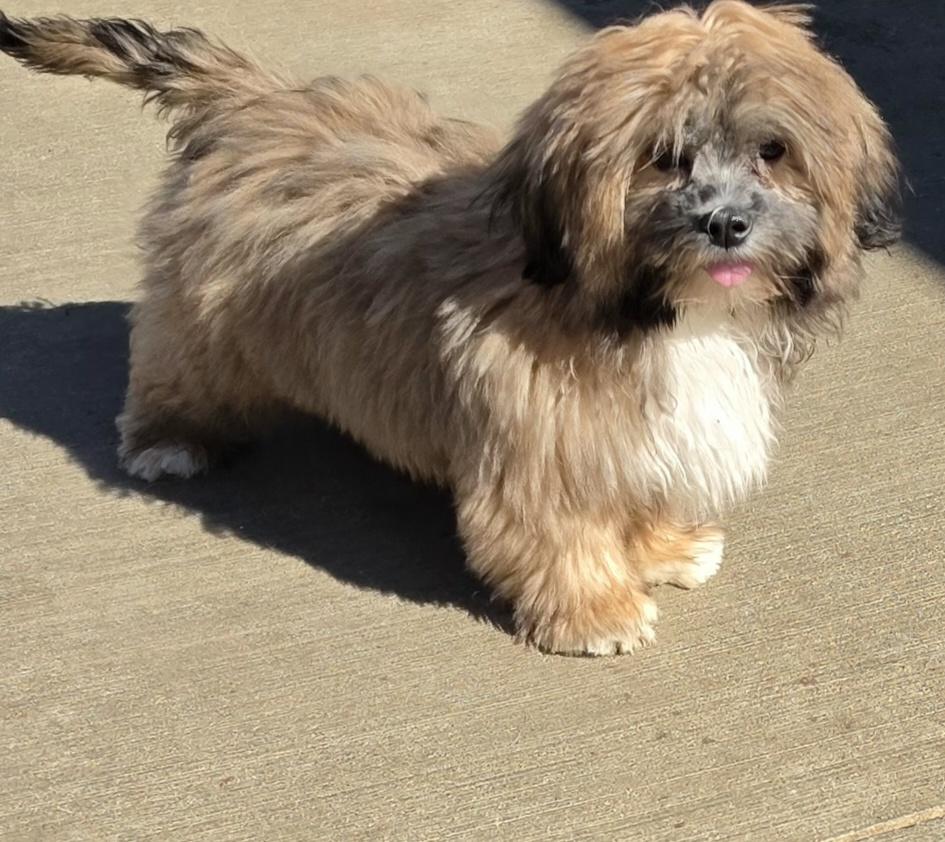 Enlarge Willow, a Adoptable Lhasa Apso in Terre Haute, IN image 1/5