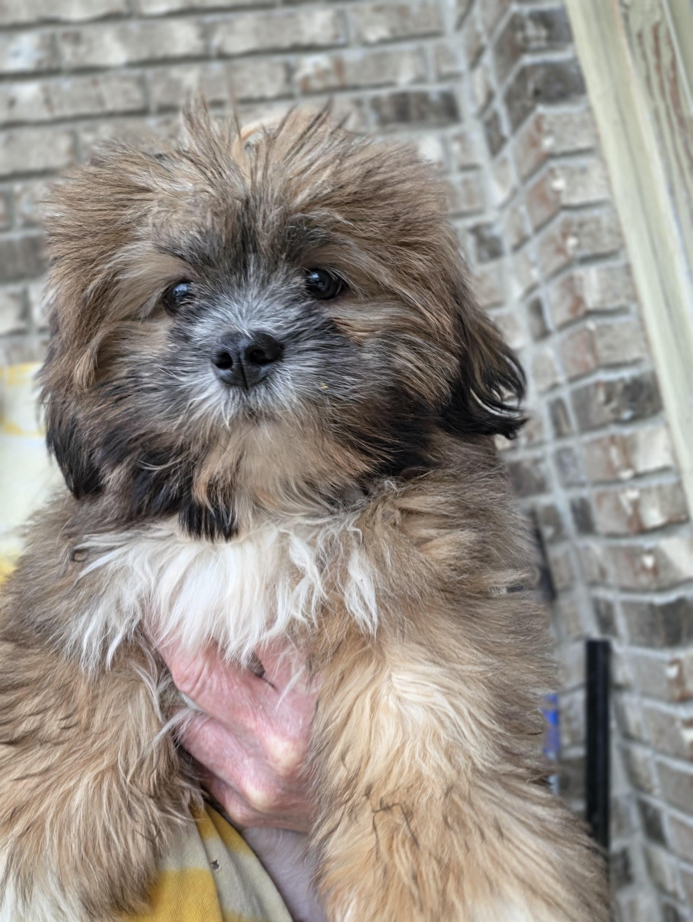 Enlarge Willow, a Adoptable Lhasa Apso in Terre Haute, IN image 4/5
