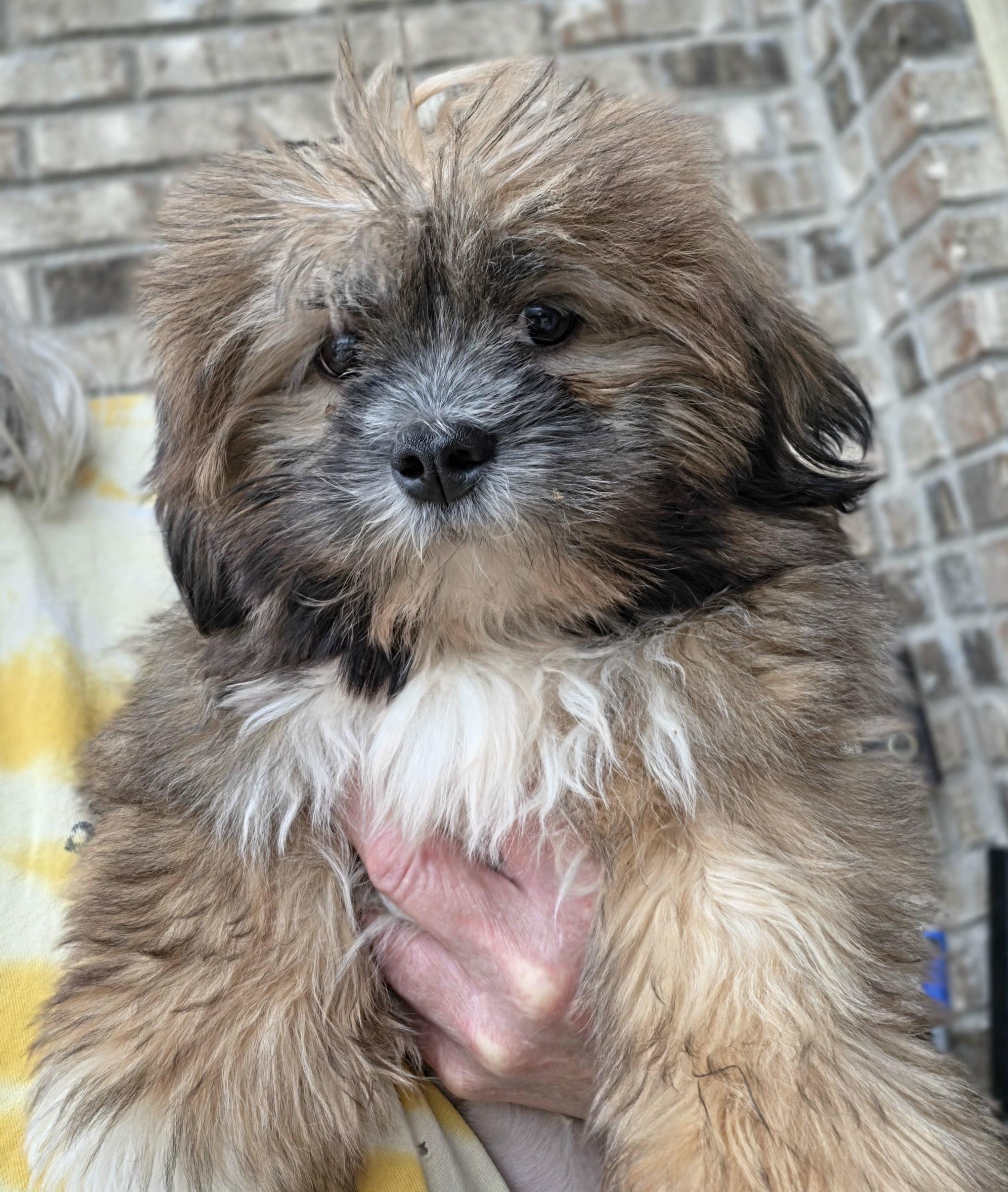 Enlarge Willow, a Adoptable Lhasa Apso in Terre Haute, IN image 5/5