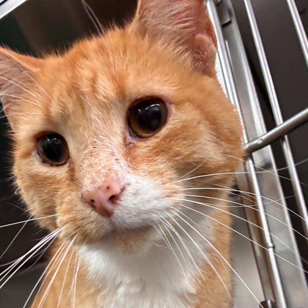 Enlarge Frank, a Adoptable Domestic Short Hair in Manhattan, KS image 1/1