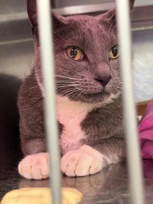 Enlarge Toni, a ADOPTABLE mixed breed in Rapid City, SD image 3/3