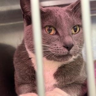 Enlarge Toni, a ADOPTABLE mixed breed in Rapid City, SD image 2/3