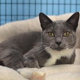 Enlarge Toni, a ADOPTABLE mixed breed in Rapid City, SD image 1/3