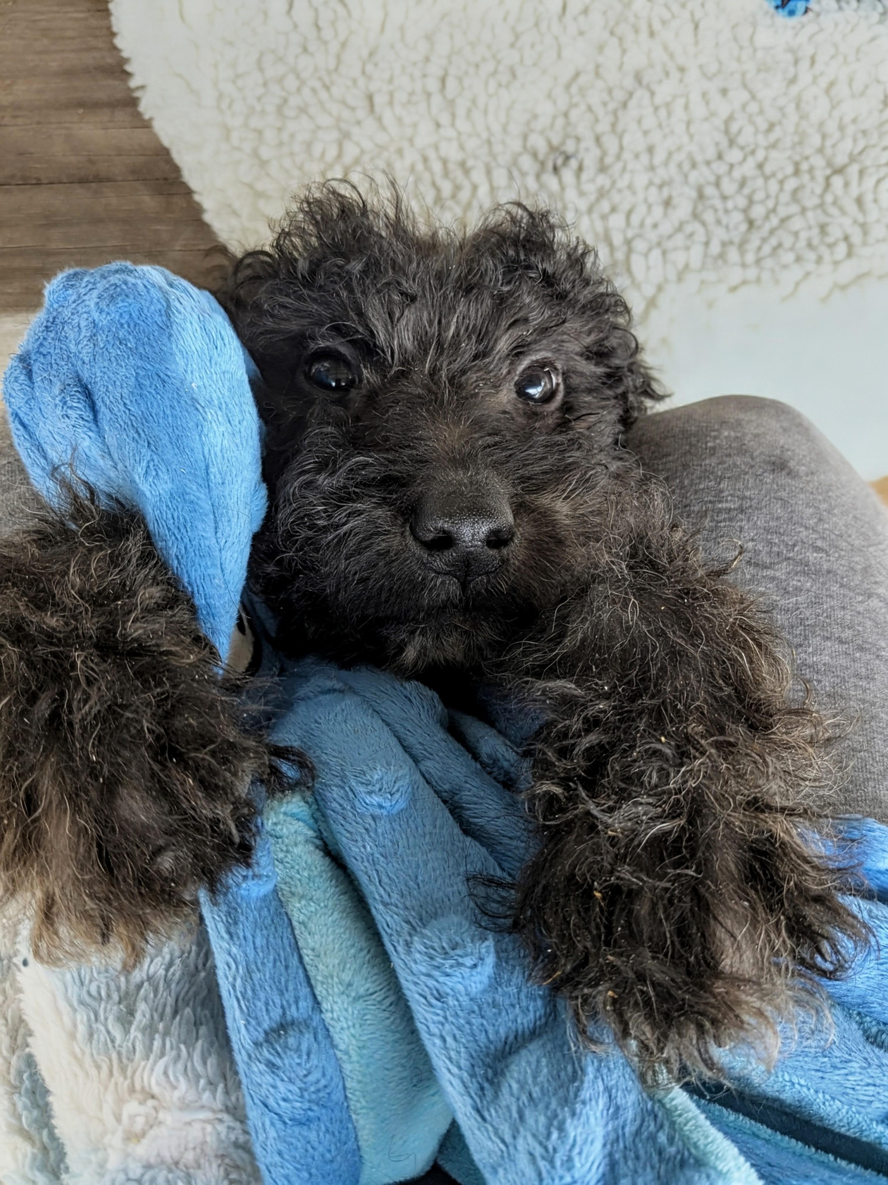 Enlarge Amoco, a Adoption Pending mixed breed in Richmond, KY image 2/5