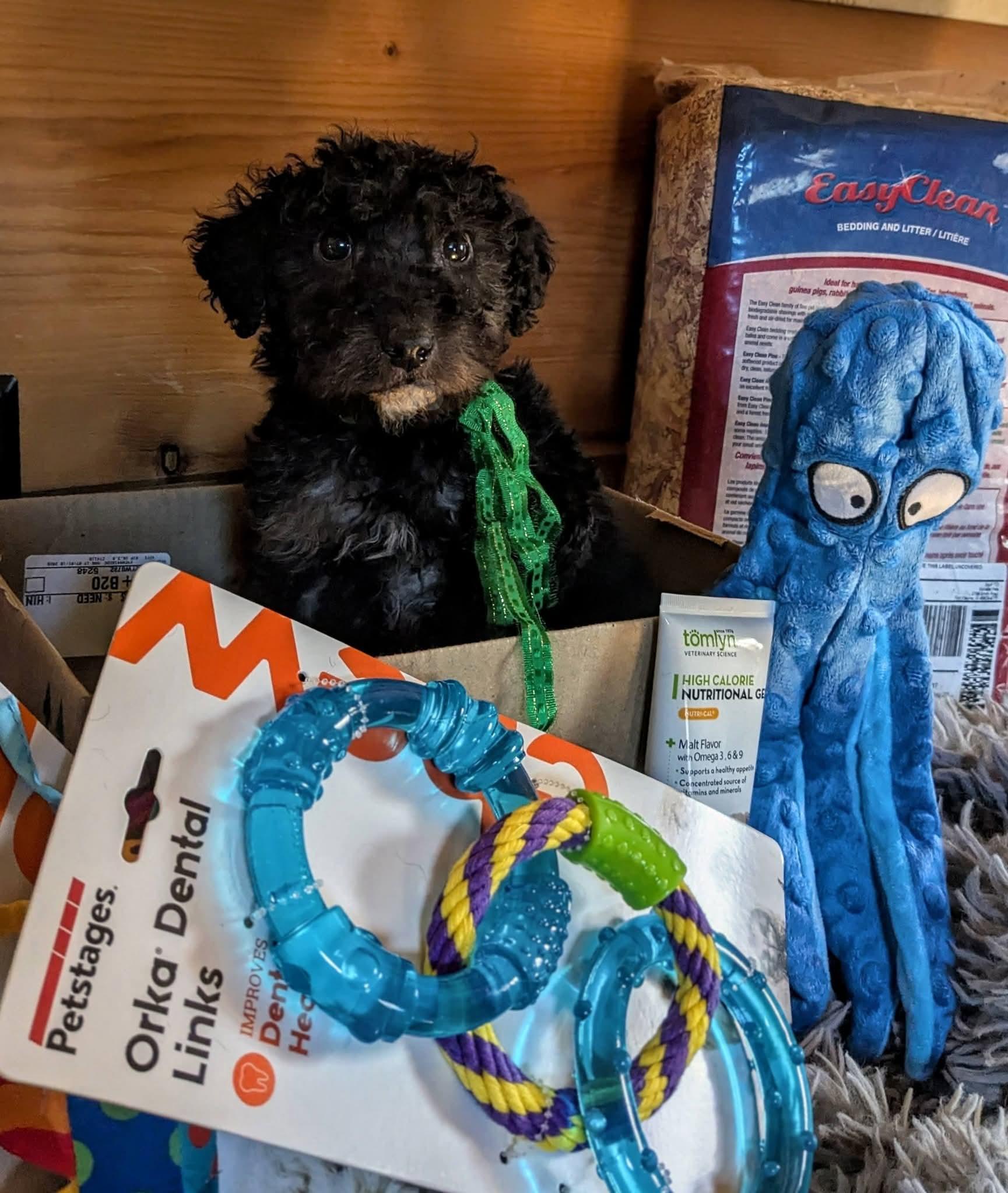 Enlarge Amoco, a Adoption Pending mixed breed in Richmond, KY image 3/5