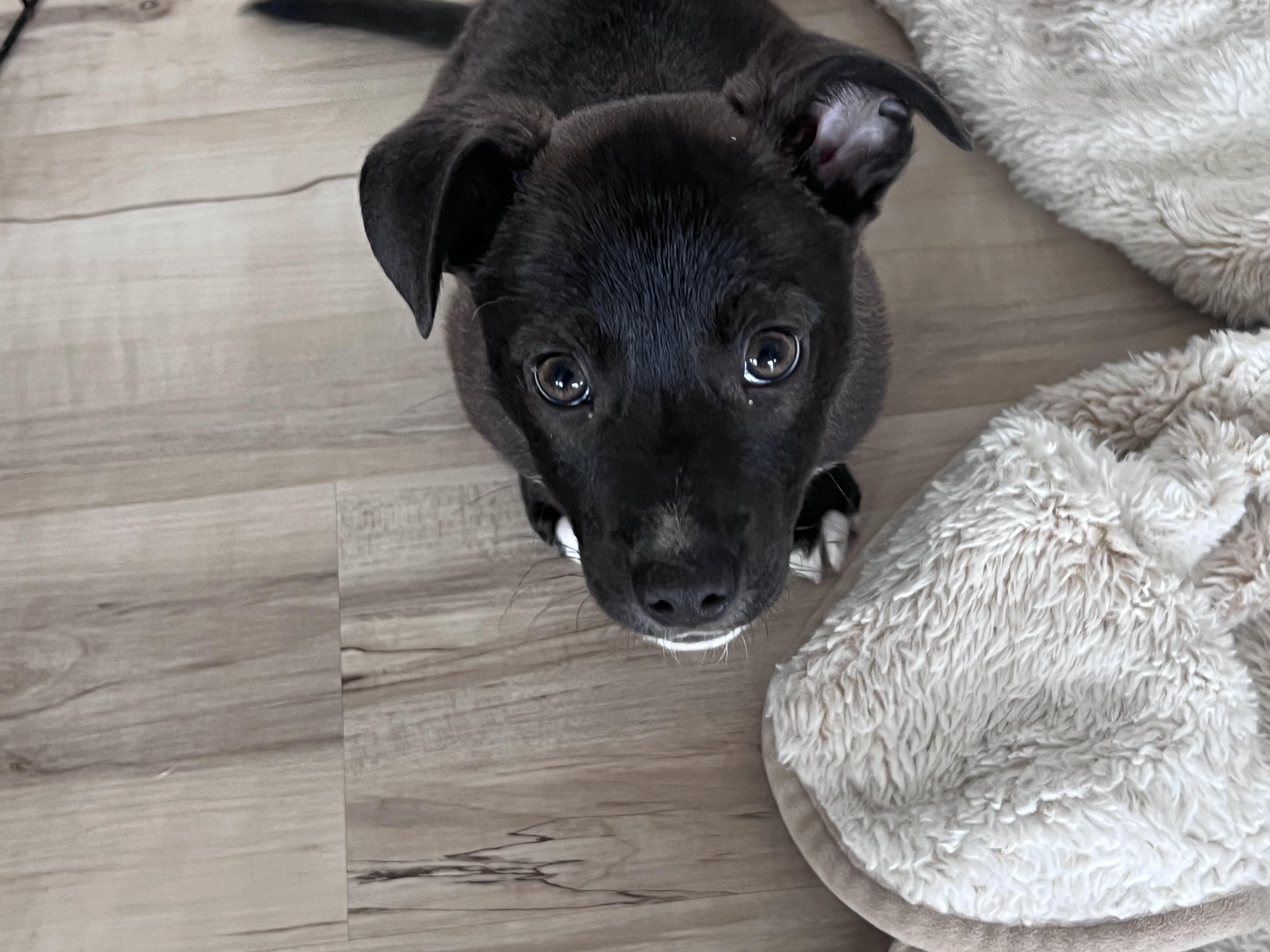 Enlarge Mackerel, a ADOPTABLE mixed breed in Cedarburg, WI image 3/6
