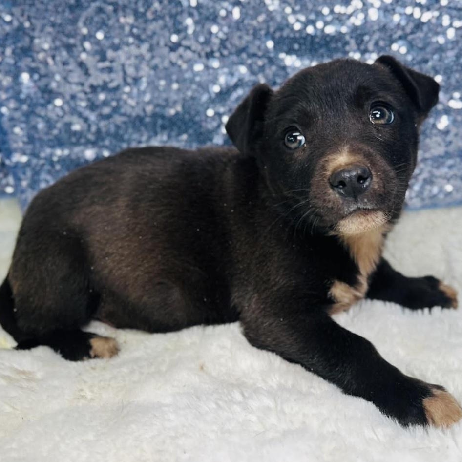 Enlarge Mackerel, a ADOPTABLE mixed breed in Cedarburg, WI image 2/6