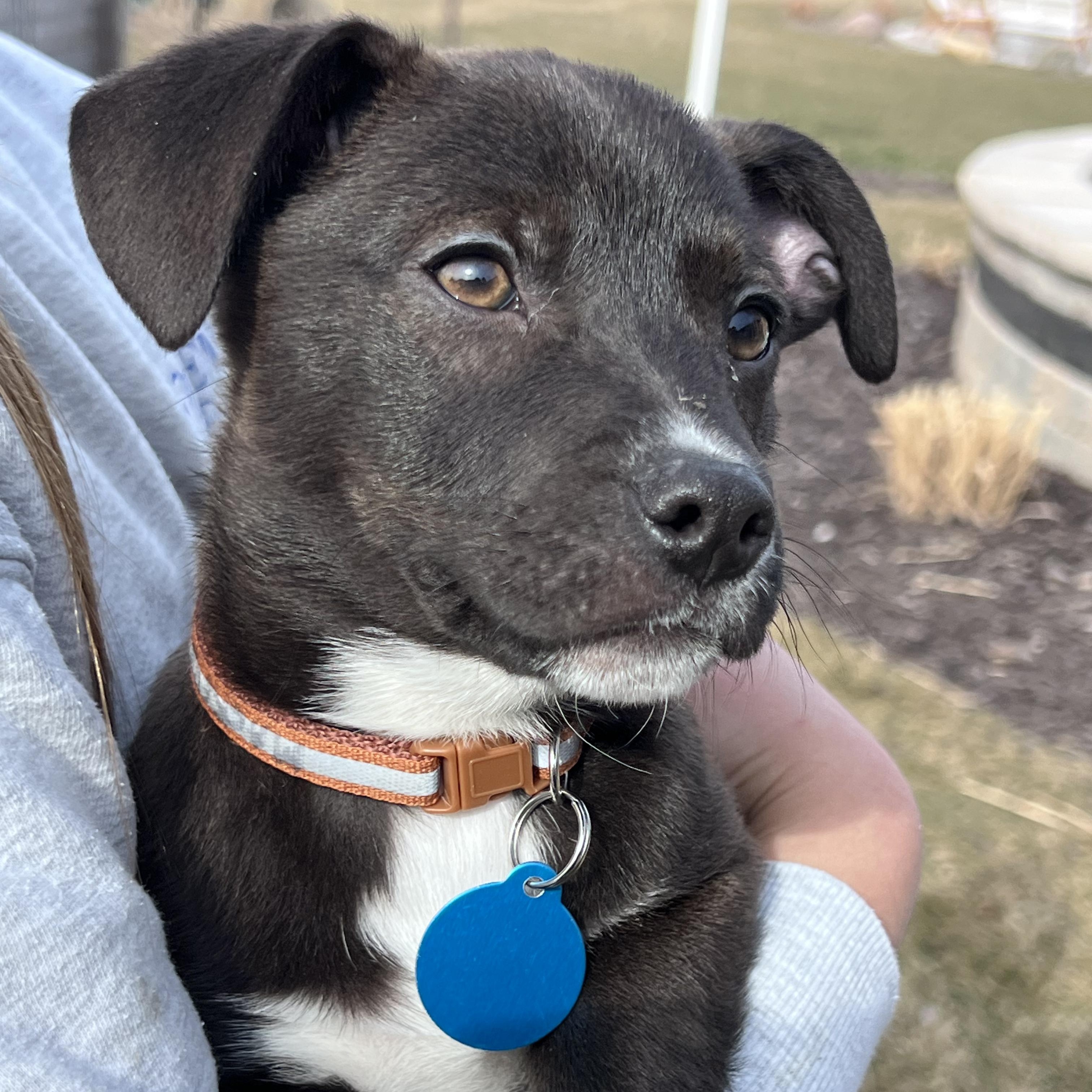Enlarge Mackerel, a ADOPTABLE mixed breed in Cedarburg, WI image 1/6