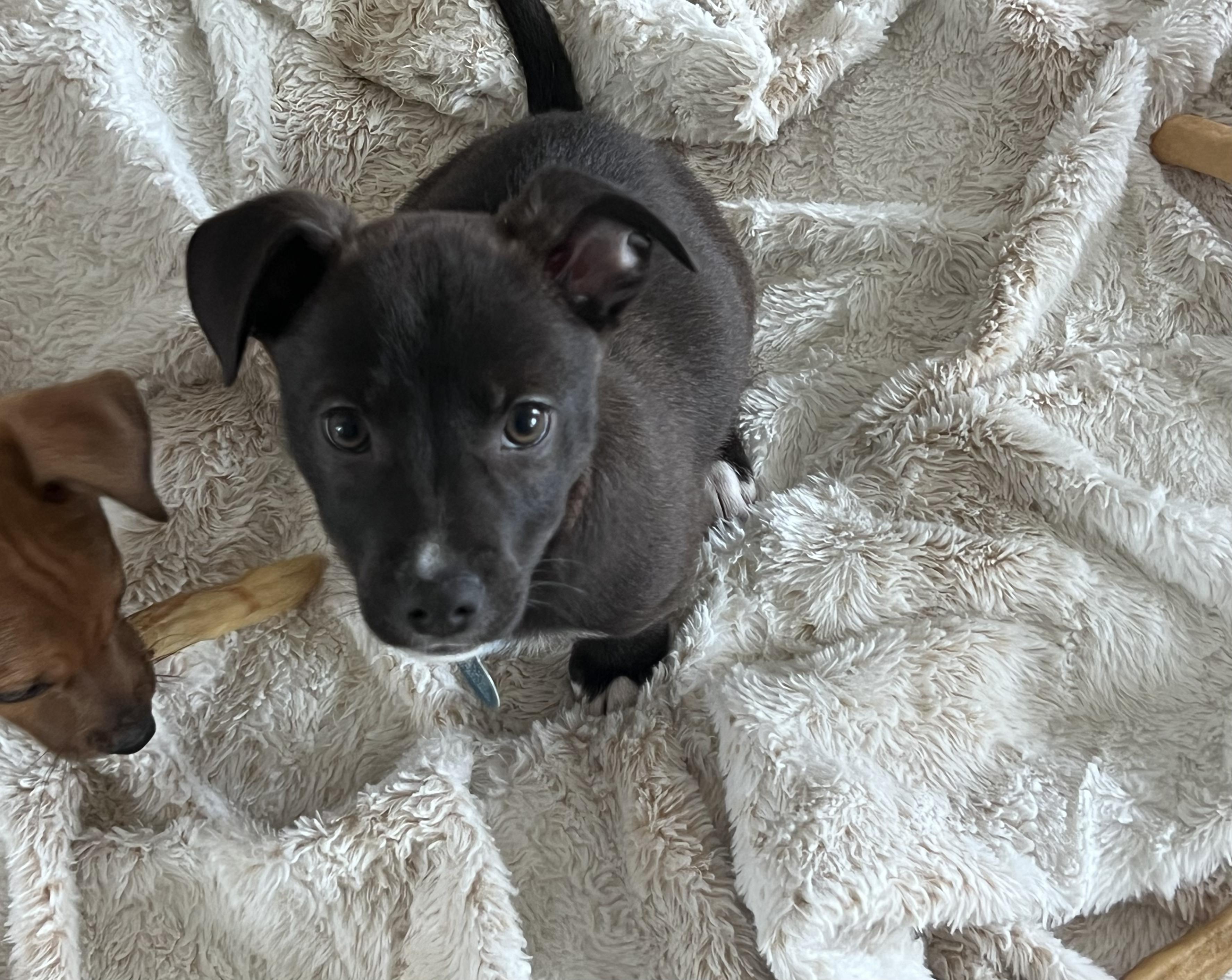 Enlarge Mackerel, a ADOPTABLE mixed breed in Cedarburg, WI image 4/6