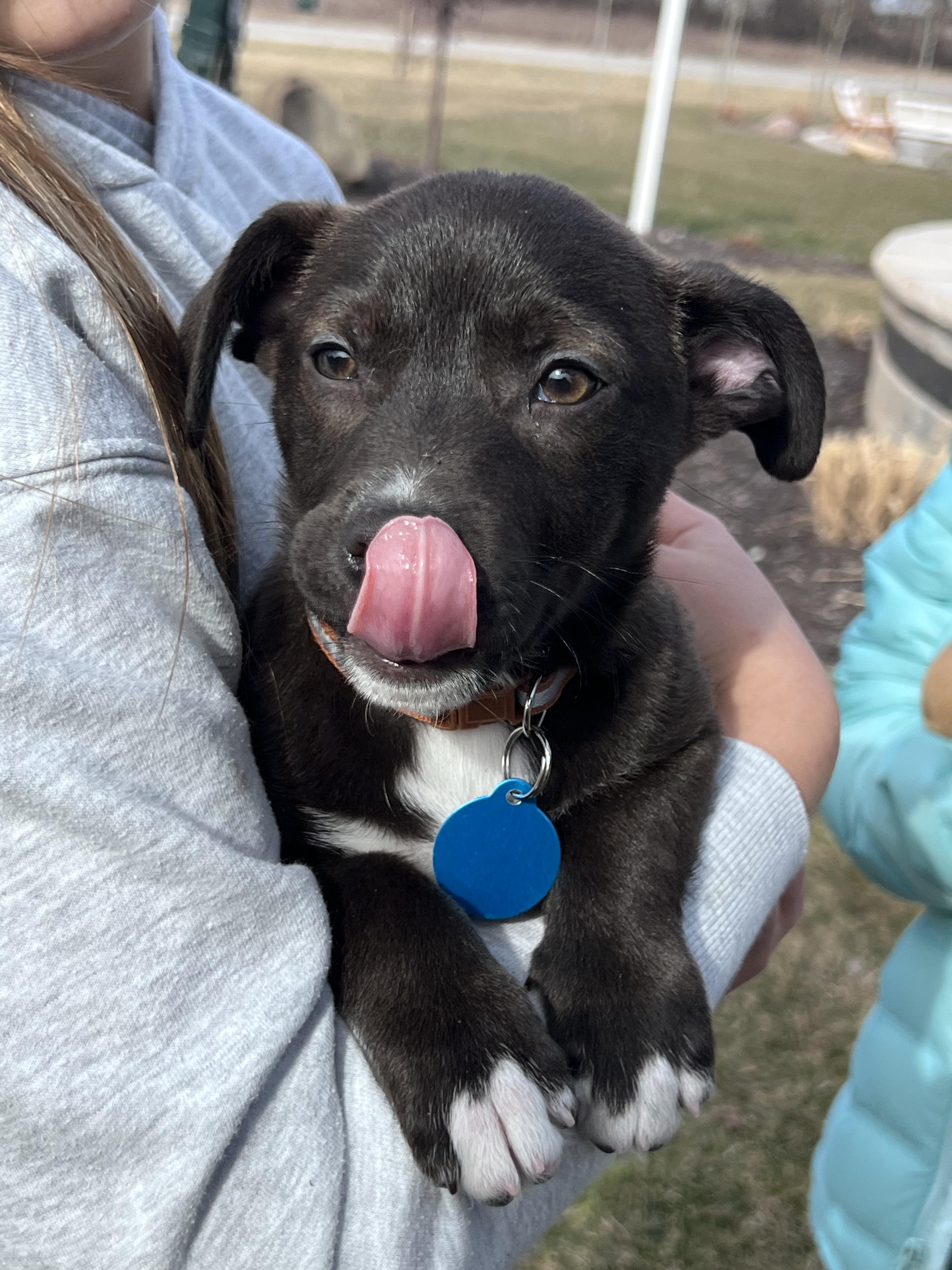 Enlarge Mackerel, a ADOPTABLE mixed breed in Cedarburg, WI image 5/6