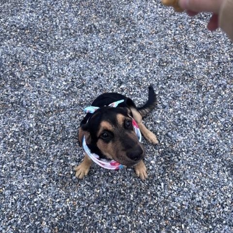 Enlarge Aragon, a ADOPTABLE mixed breed in Marion, NC image 4/5