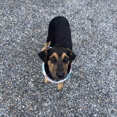 Enlarge Aragon, a ADOPTABLE mixed breed in Marion, NC image 5/5