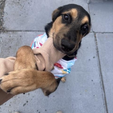 Enlarge Aragon, a ADOPTABLE mixed breed in Marion, NC image 2/5