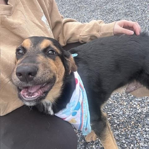Enlarge Aragon, a ADOPTABLE mixed breed in Marion, NC image 3/5