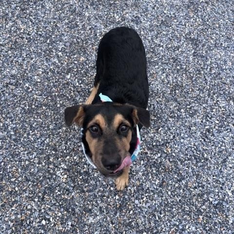 Enlarge Aragon, a ADOPTABLE mixed breed in Marion, NC image 1/5