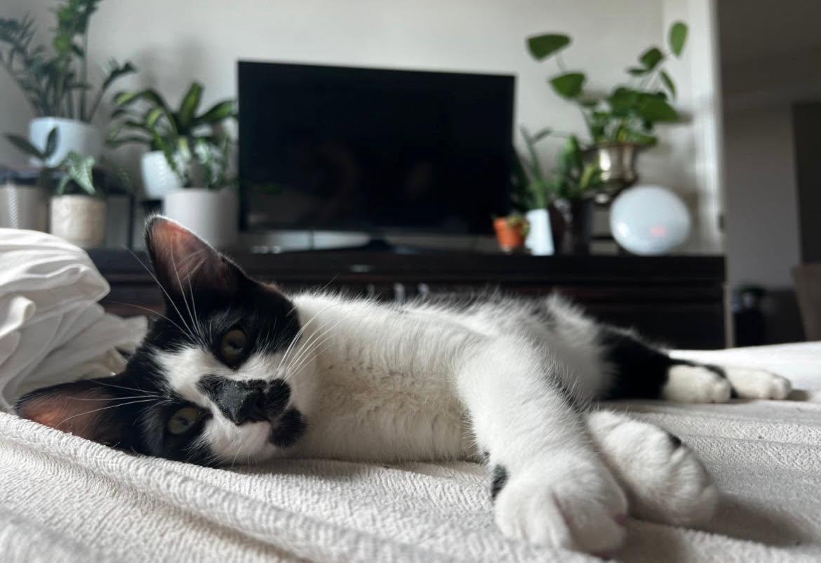 Enlarge Seth, a Adoptable Tuxedo in Calgary, AB image 3/5