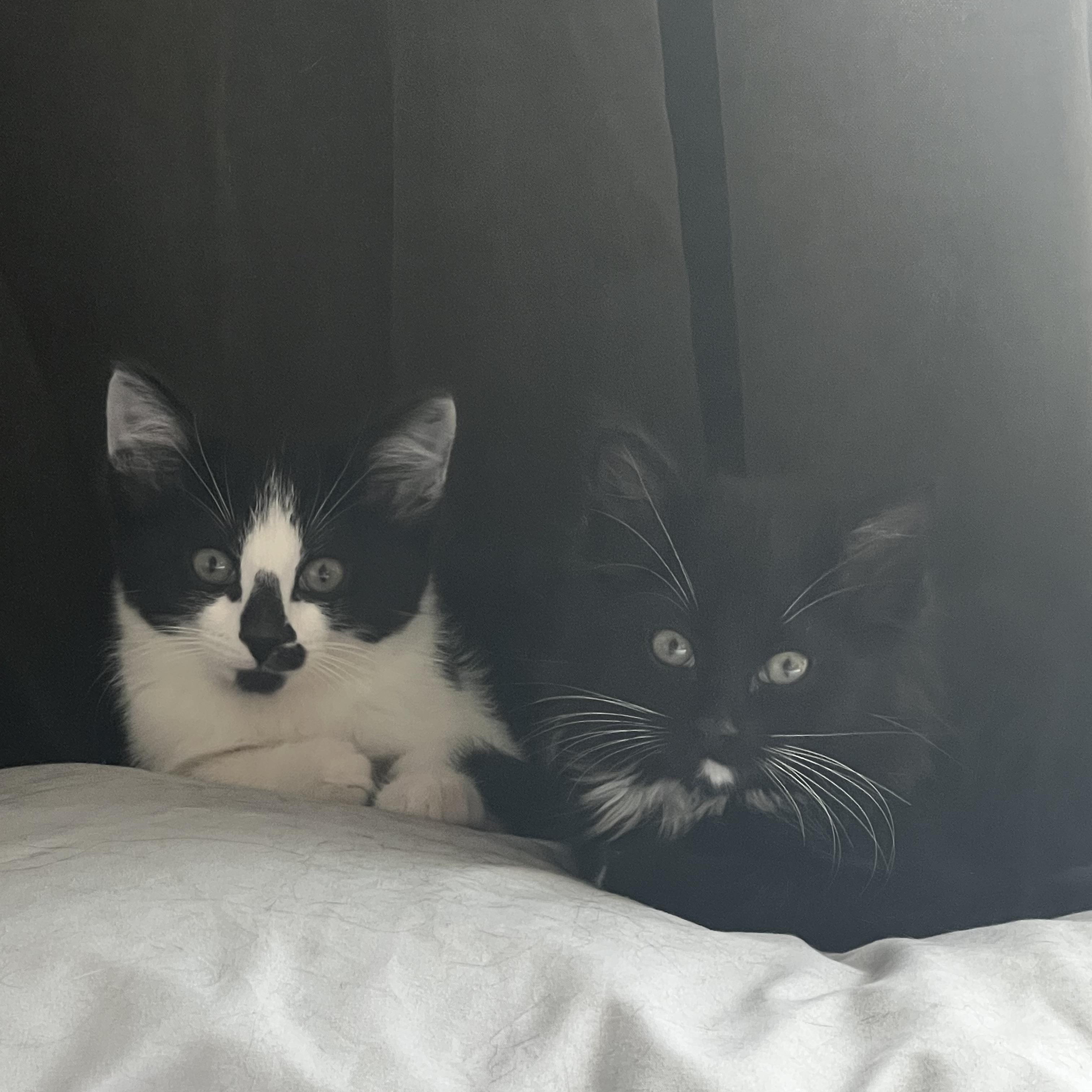 Enlarge Seth, a Adoptable Tuxedo in Calgary, AB image 5/5