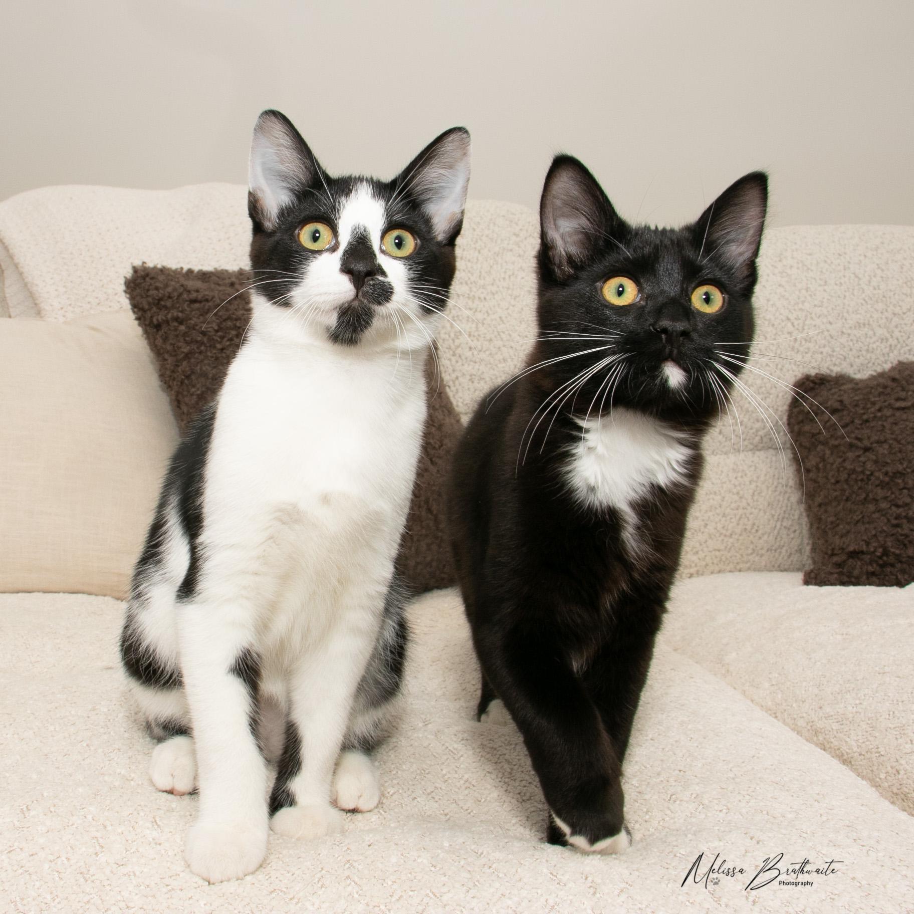 Seth, a Adoptable Tuxedo in Calgary, AB image 2/5