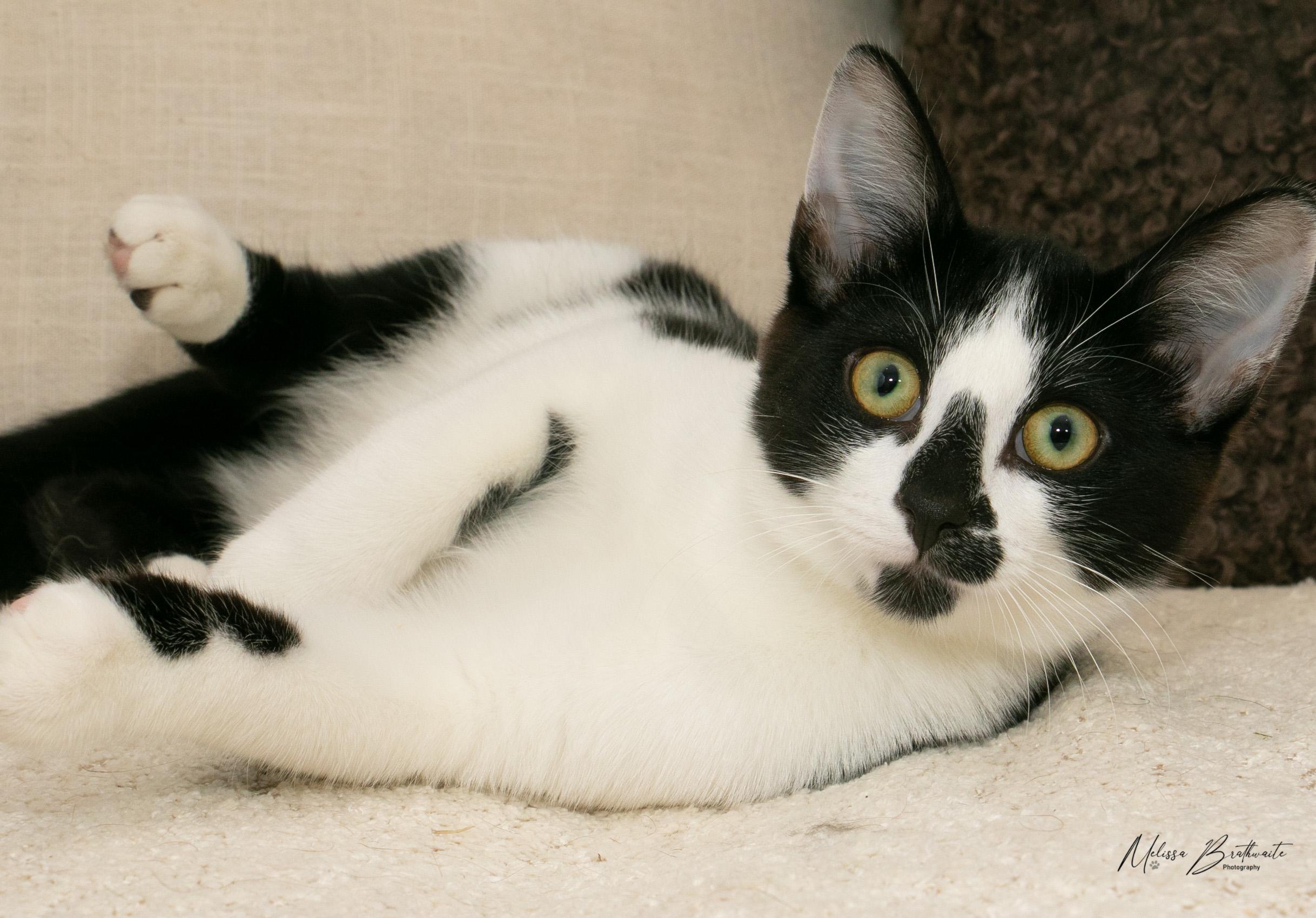 Seth, a Adoptable Tuxedo in Calgary, AB image 4/5