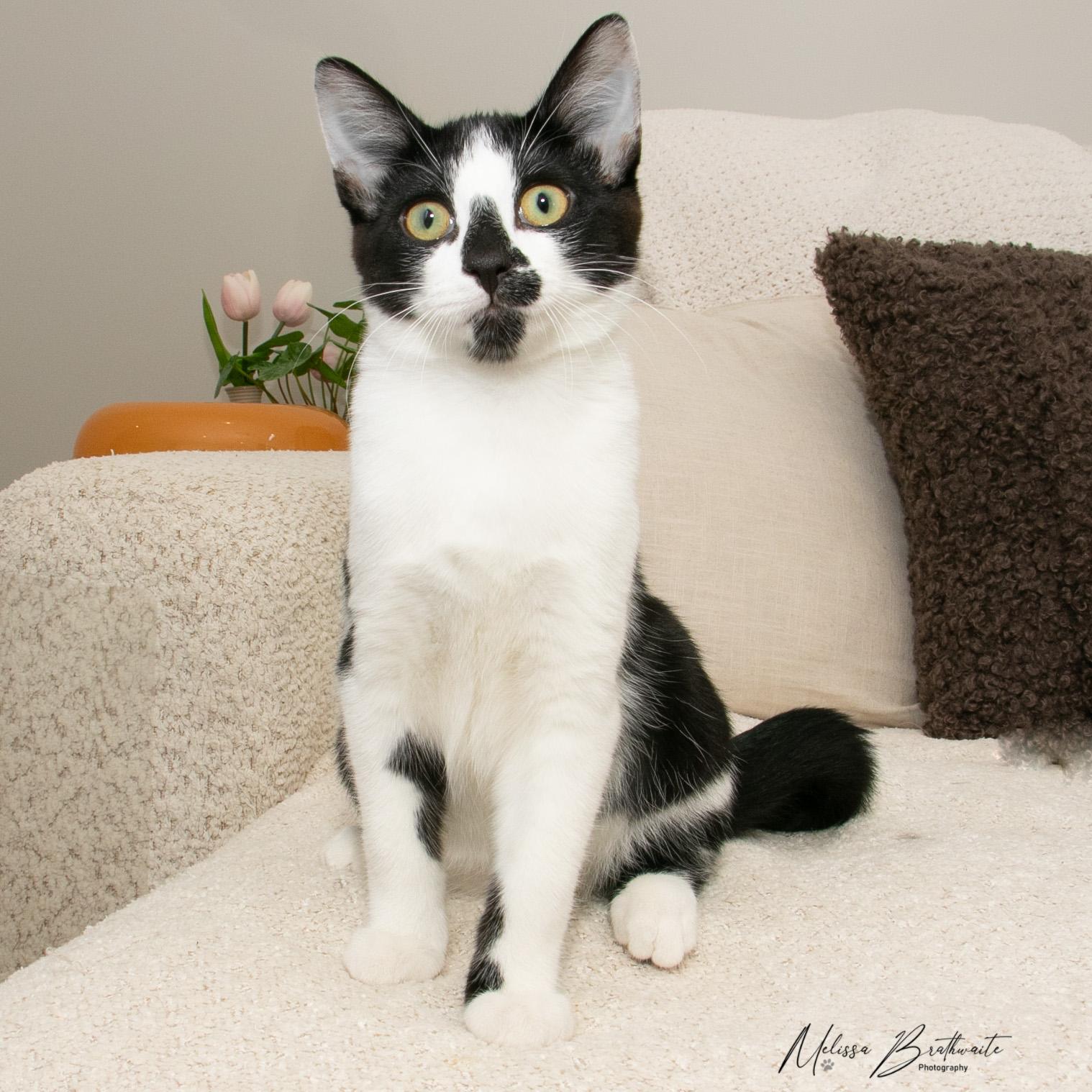 Seth, a Adoptable Tuxedo in Calgary, AB image 1/5