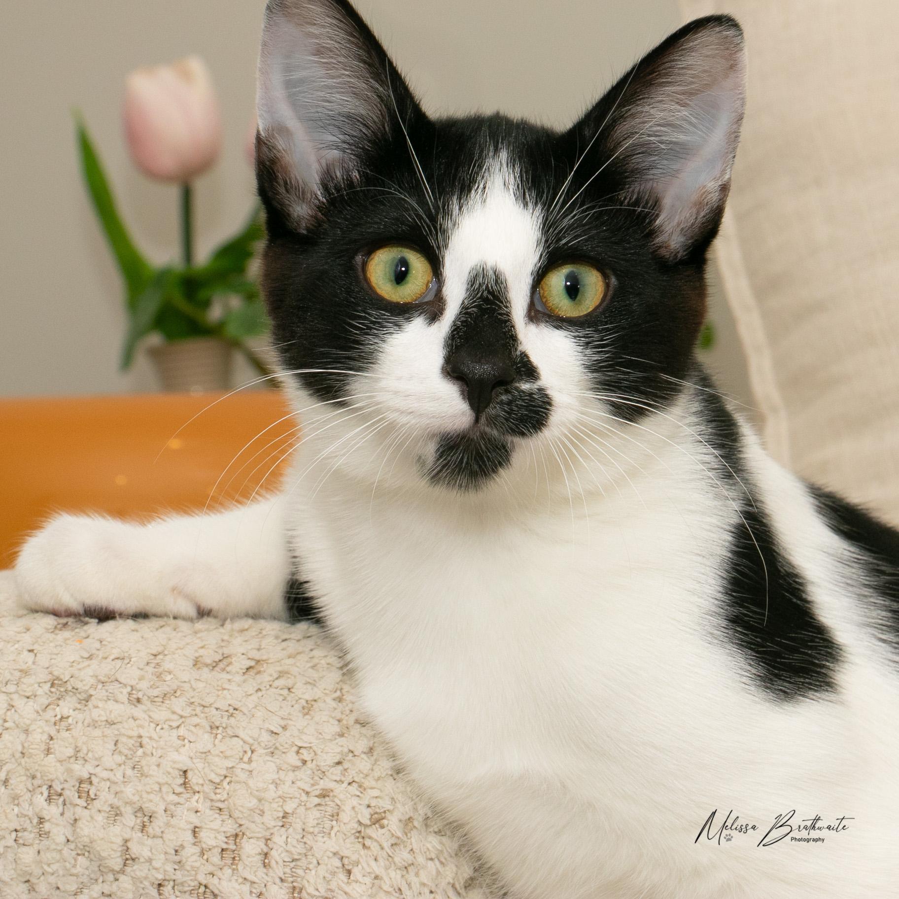 Seth, a Adoptable Tuxedo in Calgary, AB image 3/5